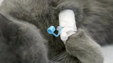 Bir veteriner kedi patisini ameliyat eder..