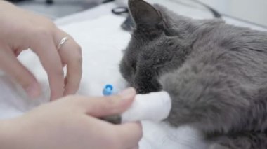 Veteriner kliniğinde hayvanların tedavisi.