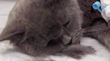 Veteriner kliniğinde bir kediye ameliyat.