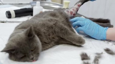 İngiliz kedisi ameliyathanede.