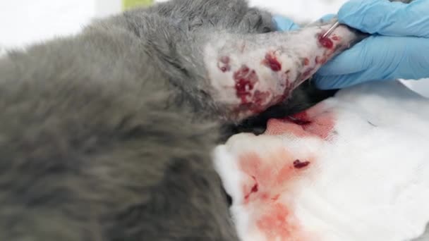 En veterinär utför en operation på en katt tass. — Stockvideo