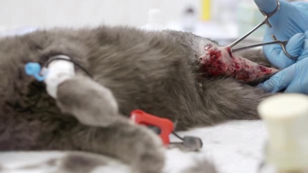 En veterinär utför en operation på en katt tass. — Stockvideo