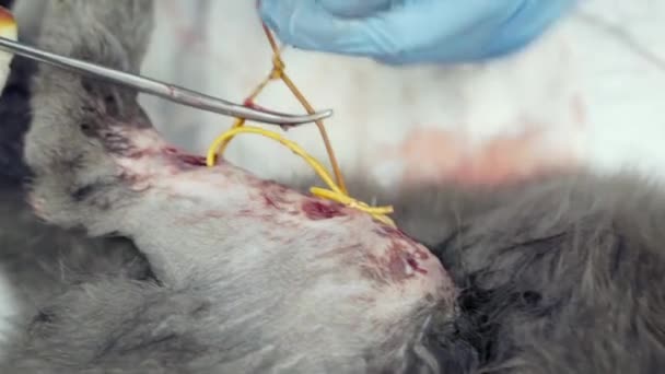 Veterinární lékař provádí operaci na kočičí tlapě. — Stock video