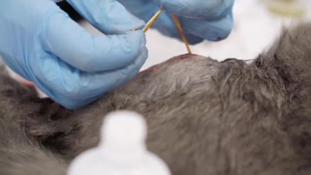 A veterinarian performs an operation on a cats paw. — Stock Video