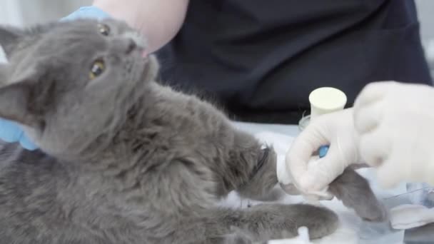 Einsetzen eines Katheters bei einer grauen Katze. — Stockvideo