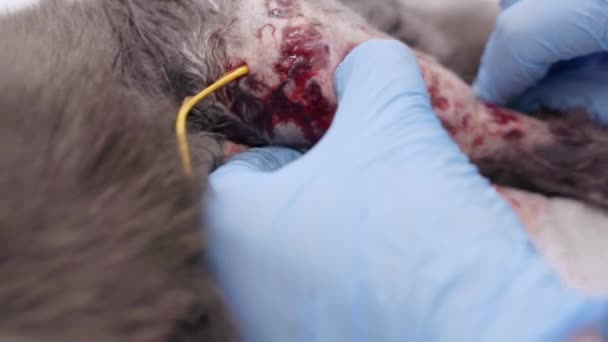 Operazione alla zampa posteriore di un gatto in una clinica veterinaria. — Video Stock