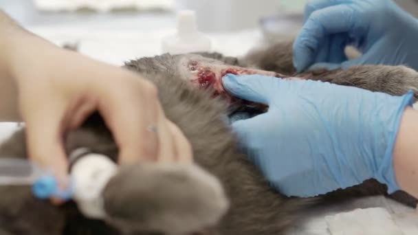 Operation på katt på veterinärklinik. — Stockvideo