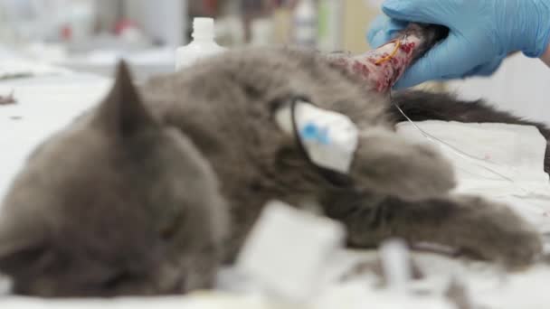 Operation on the hind paw of a cat in a veterinary clinic. — Stock Video