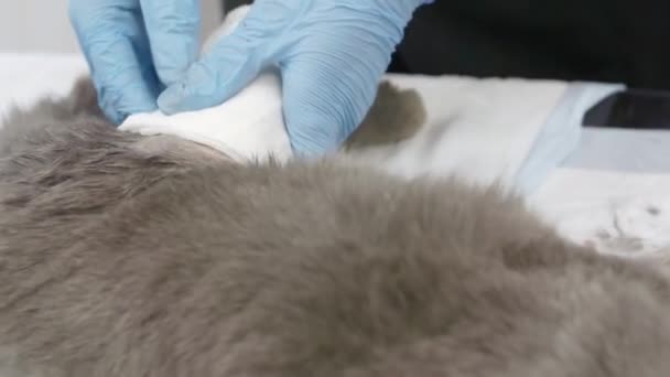 Veterinären lägger ett bandage på katten. — Stockvideo