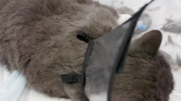 Il veterinario mette una benda sul gatto. — Video Stock