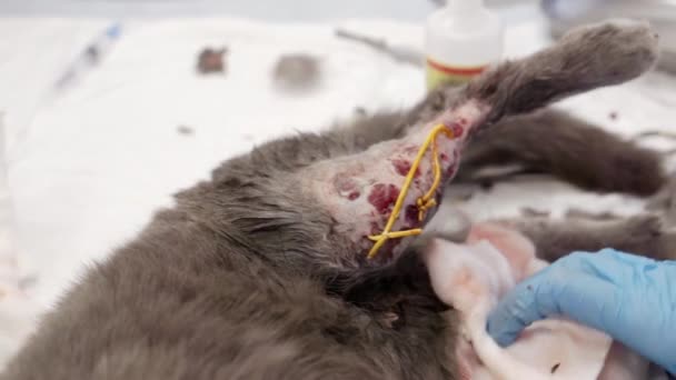 Egy szürke macska sérült hátsó mancsal.. — Stock videók