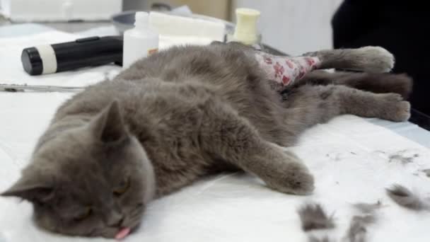 A gray cat with an injured hind paw. — Stock Video