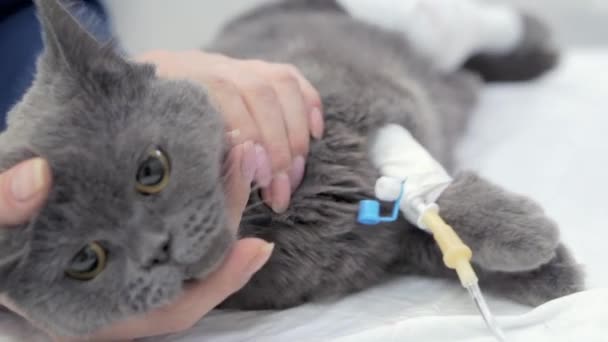 A tulajdonos megsimogatja az alvó macskáját műtét után.. — Stock videók