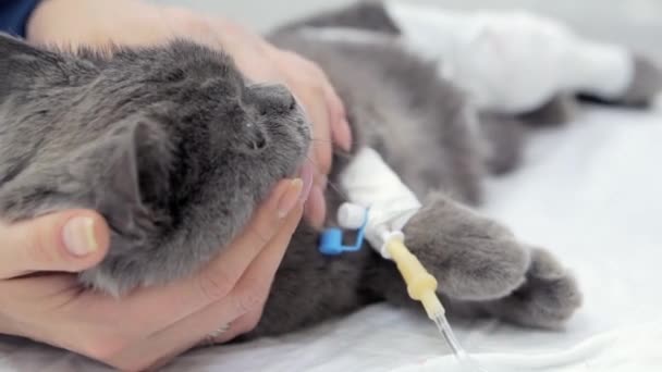 Господар ударив її сплячу кішку після операції . — стокове відео