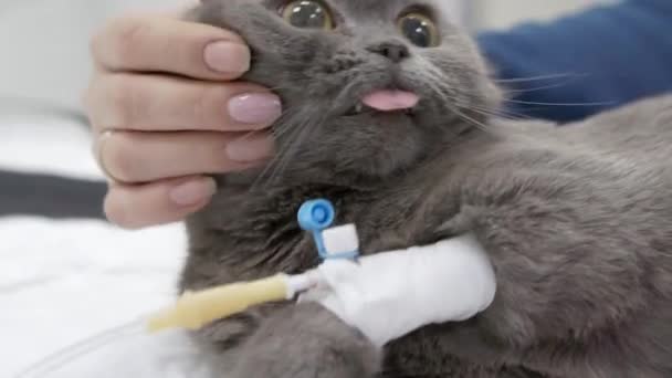 The owner strokes her sleeping cat after surgery. — Stock Video