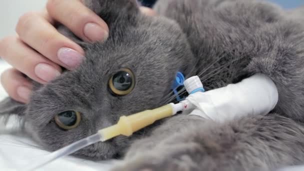El dueño acaricia a su gato dormido después de la cirugía. — Vídeos de Stock