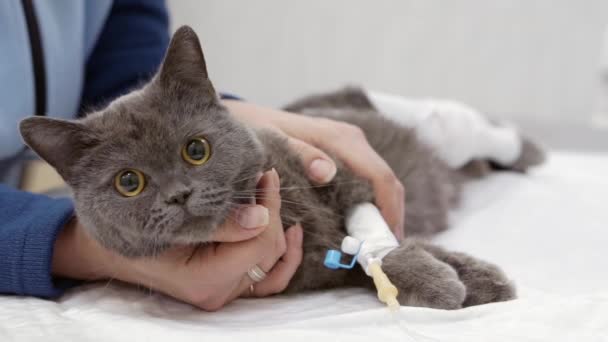 Majitel hladí její spící kočku po operaci. — Stock video
