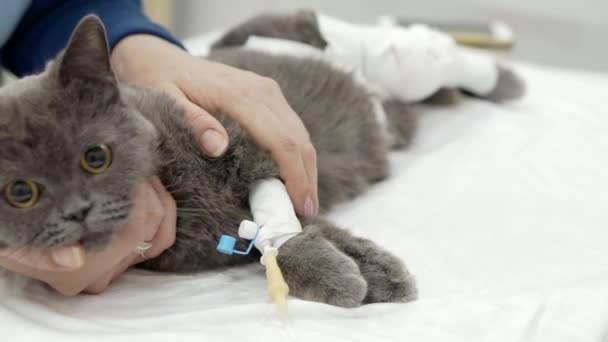 Il proprietario accarezza il suo gatto addormentato dopo l'intervento chirurgico. — Video Stock