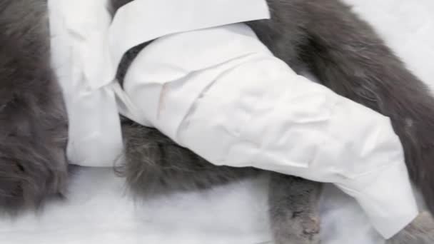 The cat sleeps from anesthesia on the operating table. — Stock Video