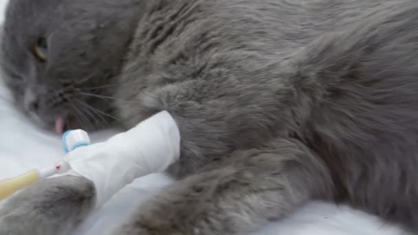 Katten sover från bedövning på operationsbordet. — Stockvideo