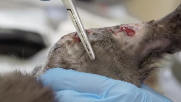 Preparación del gato para la cirugía. — Vídeos de Stock