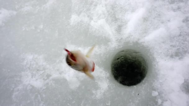 Den nyfångade fisken hänger på linan. — Stockvideo