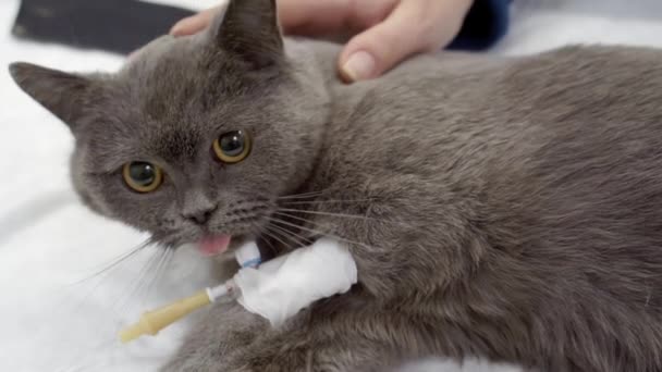 Un gato asustado se despierta después de la anestesia. — Vídeos de Stock