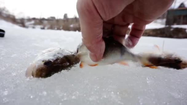 Il pesce appena pescato giace sul ghiaccio. — Video Stock