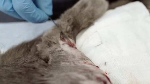 Ένας κτηνίατρος εκτελεί μια λειτουργία σε ένα πόδι γάτες. — Αρχείο Βίντεο
