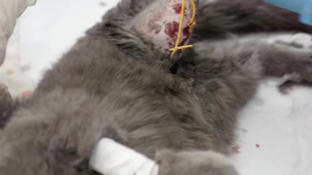 Veterinární lékař provádí operaci na kočičí tlapě. — Stock video