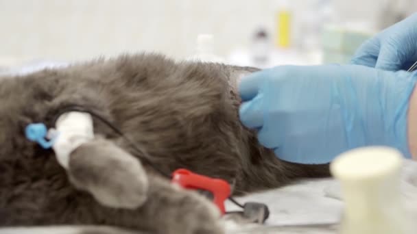 수의사가 고양이 발을 수술하고 있다. — 비디오