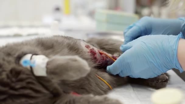 Un veterinario realiza una operación en una pata de gato. — Vídeos de Stock