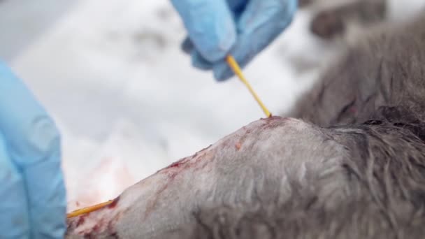 Een dierenarts voert een operatie uit op een kattenpoot. — Stockvideo