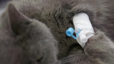 İngiliz kedisi ameliyathanede.