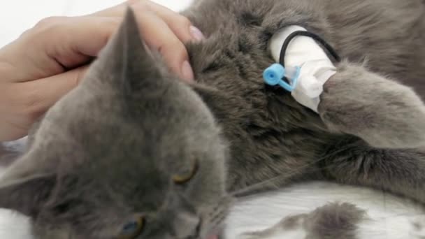 Bir kadın uyuyan bir kediyi anestezi altında okşar.. — Stok video