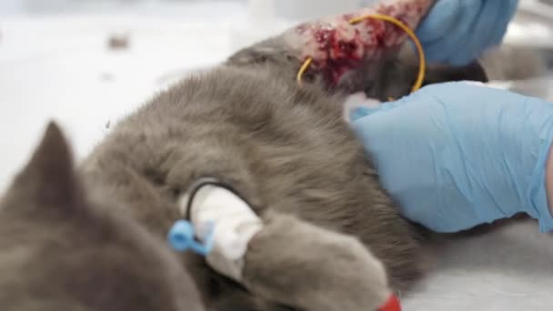 Operation an der Hinterpfote einer Katze in einer Tierklinik. — Stockvideo