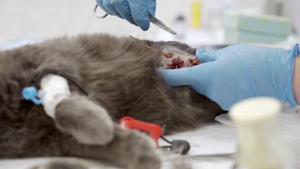 Operación en un gato en una clínica veterinaria. — Vídeo de stock