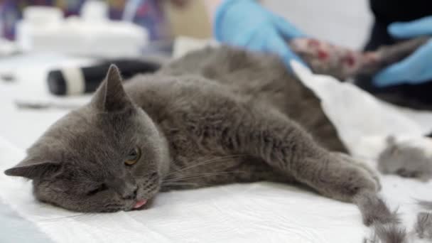 Opération sur un chat dans une clinique vétérinaire. — Video