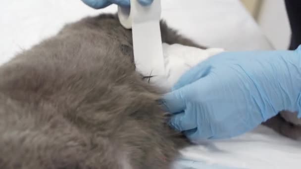 Il veterinario mette una benda sul gatto. — Video Stock