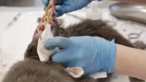 一只灰色的猫，后爪受伤. — 图库视频影像