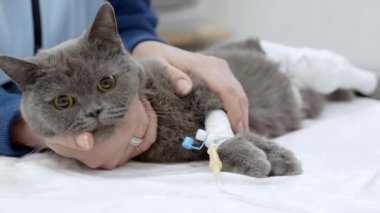 Korkmuş bir kedi anesteziden sonra uyanır..