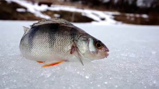 冬の釣りの間に雪の中に横たわっているパーチのクローズアップ. — ストック動画