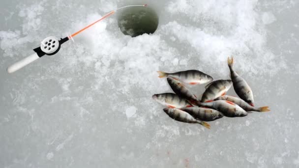 O peixe recém-capturado jaz no gelo. — Vídeo de Stock