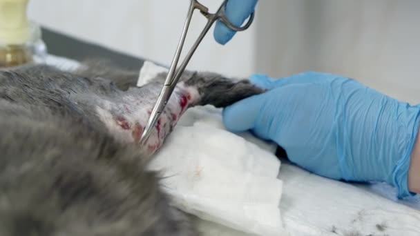 En veterinär utför en operation på en katt tass. — Stockvideo