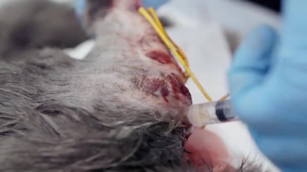 En veterinär utför en operation på en katt tass. — Stockvideo