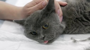 Bir kadın uyuyan bir kediyi anestezi altında okşar..