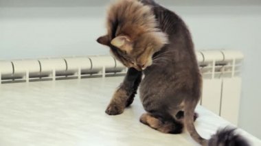 Kedi masanın üzerine oturur ve yıkanır..