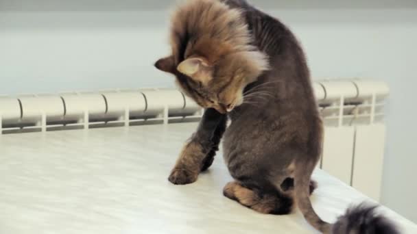 The cat sits on the table indoors and washes. — Stock Video