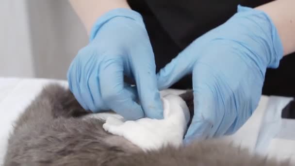 수의사는 고양이에게 반창고를 붙이고 있다. — 비디오