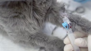 Kateterli bir kedinin analizi için kan örneği..